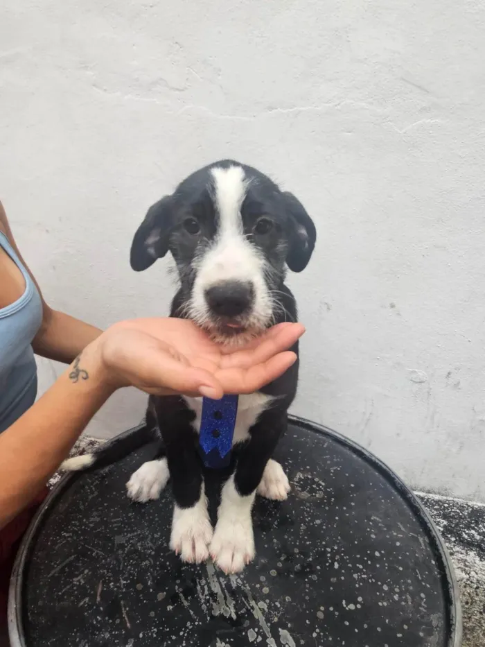 Cachorro ra a SRD-ViraLata idade 2 a 6 meses nome Afonso