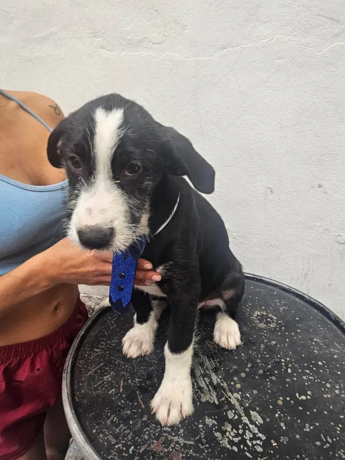 Cachorro ra a SRD-ViraLata idade 2 a 6 meses nome Afonso