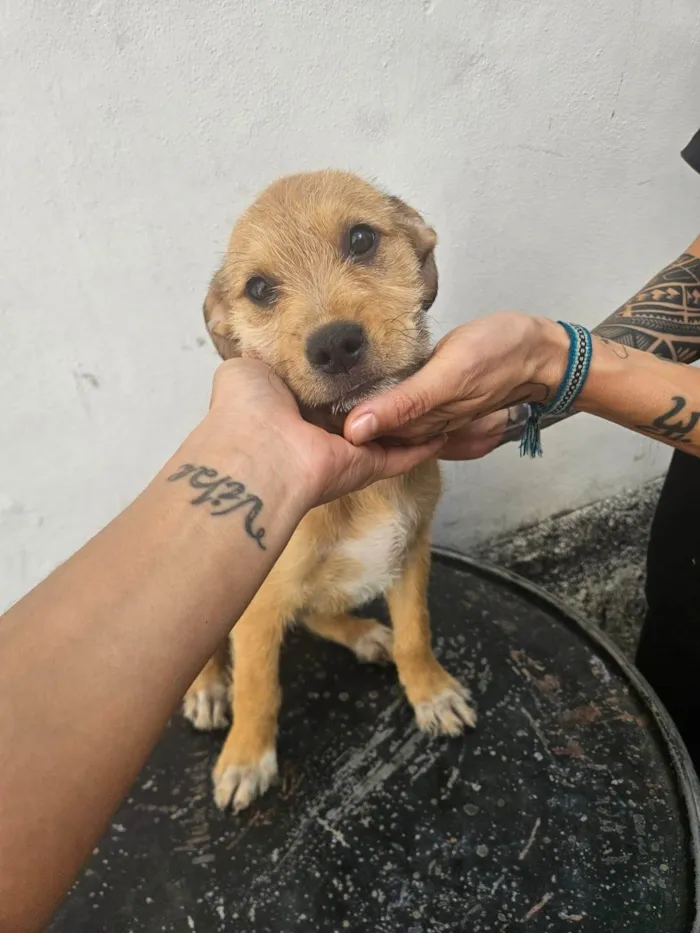 Cachorro ra a SRD-ViraLata idade 2 a 6 meses nome Perola