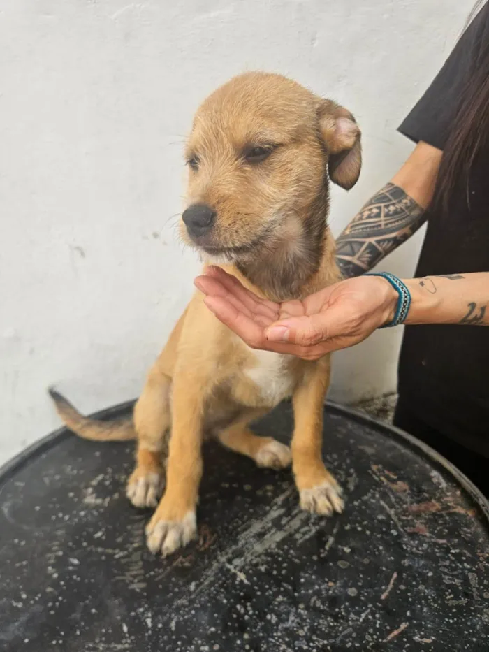 Cachorro ra a SRD-ViraLata idade 2 a 6 meses nome Perola
