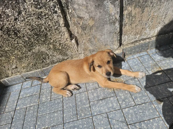 Cachorro ra a SRD-ViraLata idade 2 a 6 meses nome Perola