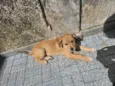 Perola