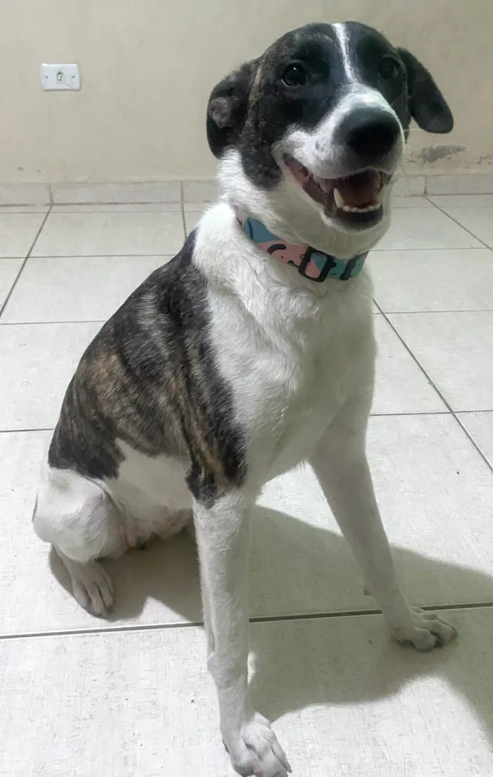 Cachorro ra a SRD-ViraLata idade 7 a 11 meses nome Mel