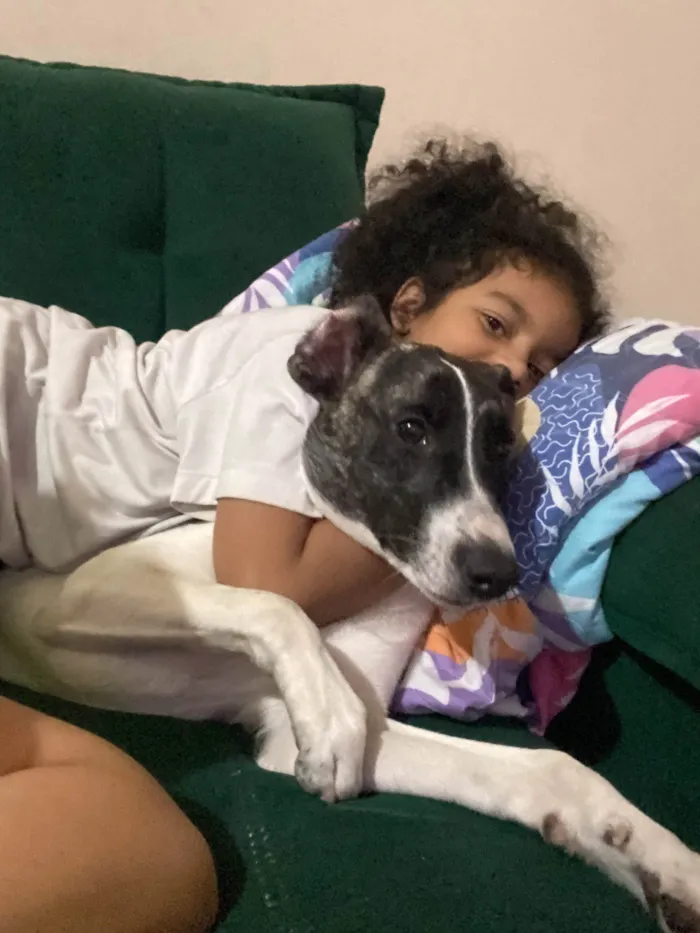 Cachorro ra a SRD-ViraLata idade 7 a 11 meses nome Mel