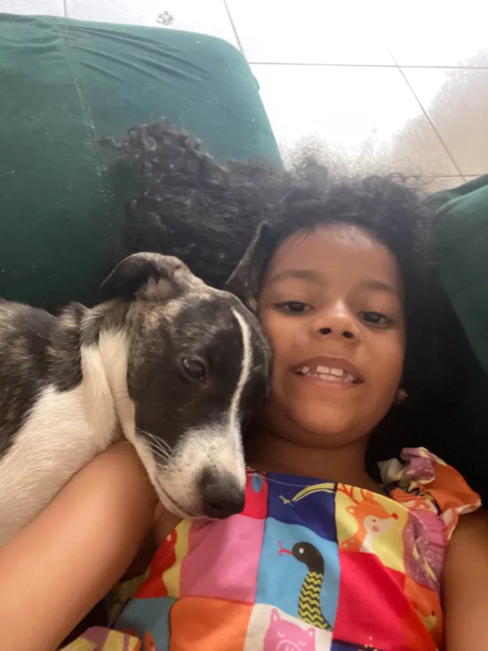 Cachorro ra a SRD-ViraLata idade 7 a 11 meses nome Mel