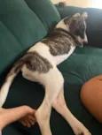 Mel