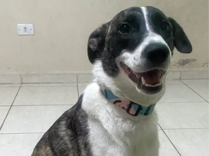 Cachorro ra a SRD-ViraLata idade 7 a 11 meses nome Mel