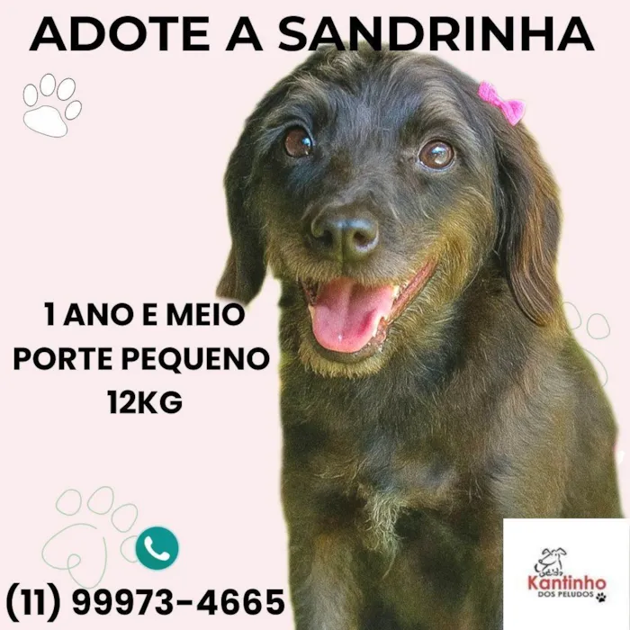 Cachorro ra a SRD-ViraLata idade 1 ano nome Sandrinha 