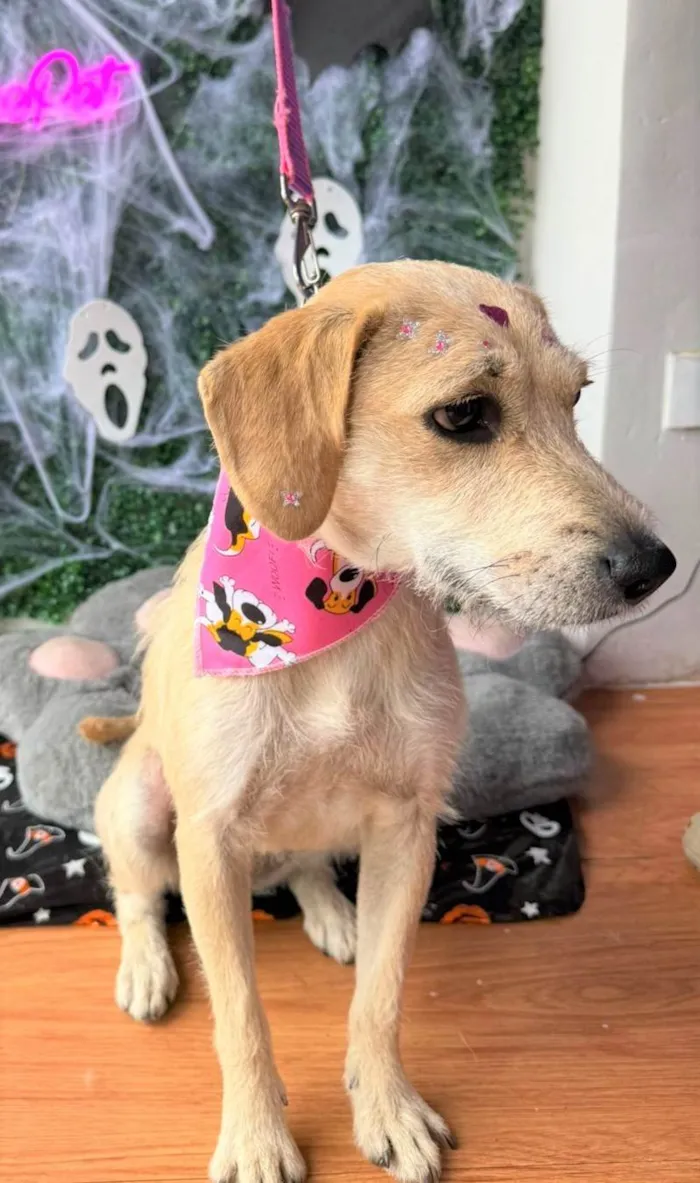 Cachorro ra a SRD-ViraLata idade 1 ano nome Duda