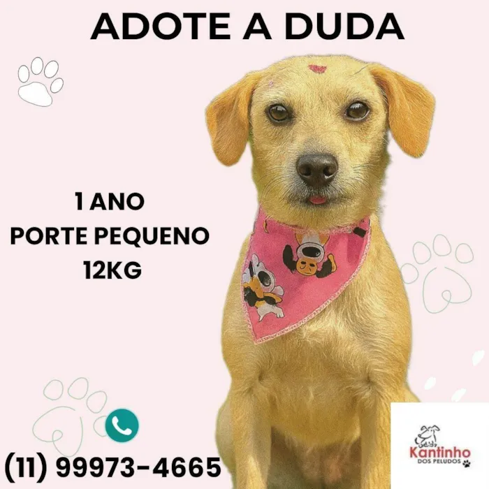Cachorro ra a SRD-ViraLata idade 1 ano nome Duda