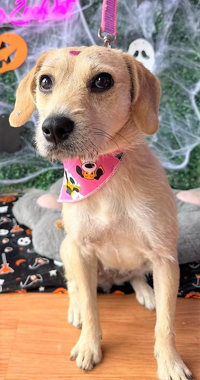 Cachorro ra a SRD-ViraLata idade 1 ano nome Duda