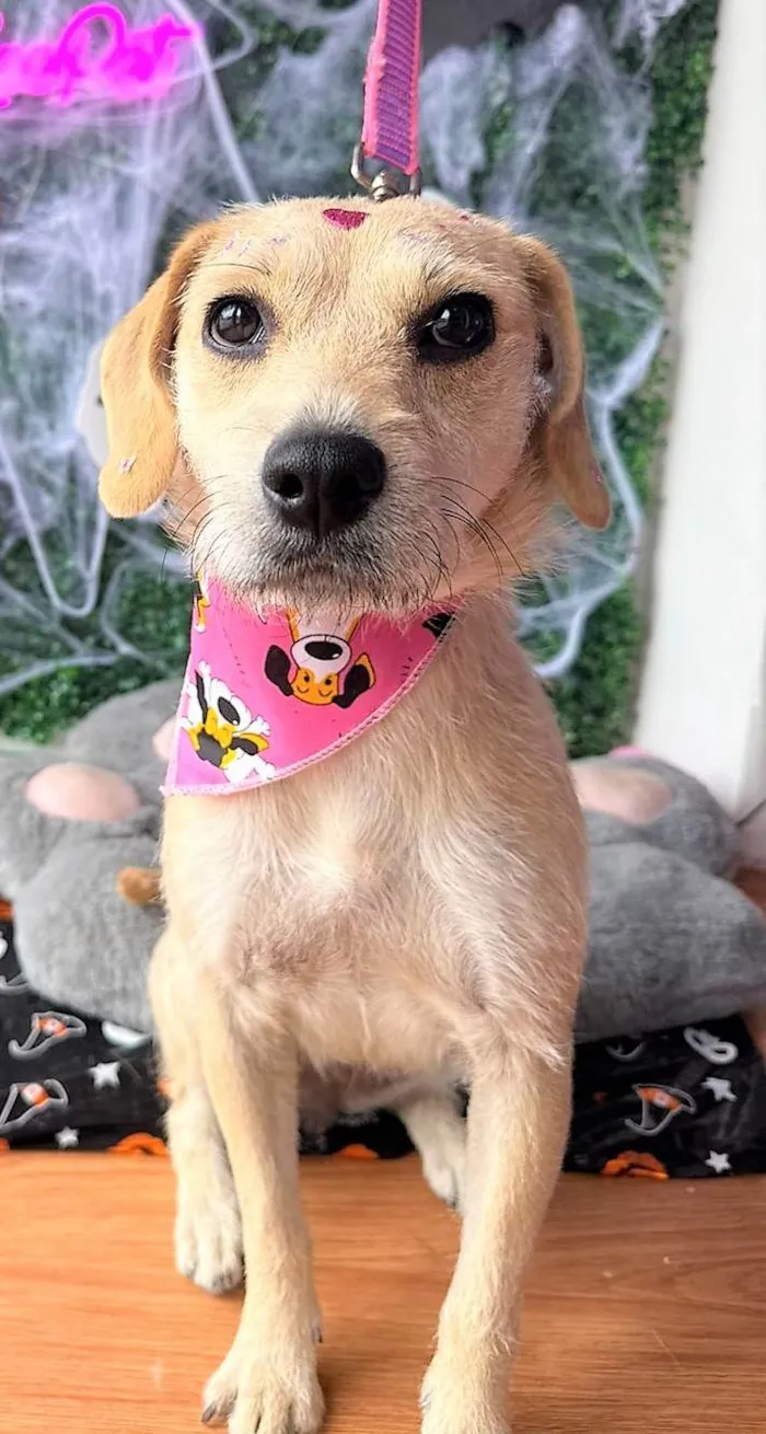 Cachorro ra a SRD-ViraLata idade 1 ano nome Duda