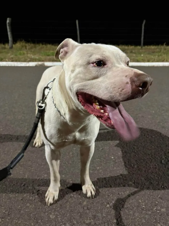 Cachorro ra a Pit-Bull idade 3 anos nome Cachorro doce 
