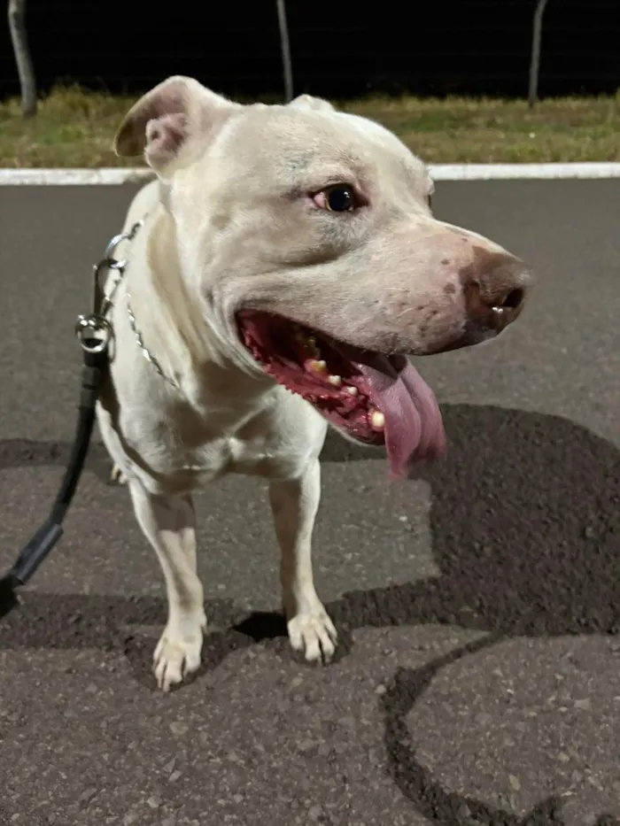 Cachorro ra a Pit-Bull idade 3 anos nome Cachorro doce 
