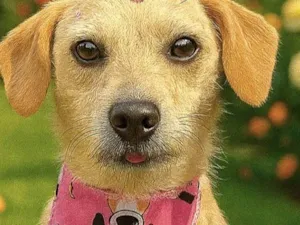 Cachorro raça SRD-ViraLata idade 1 ano nome Duda