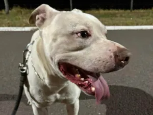 Cachorro raça Pit-Bull idade 3 anos nome Cachorro doce 