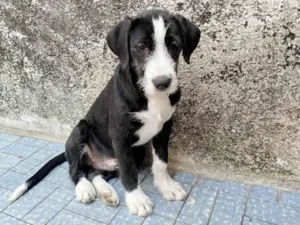 Cachorro raça SRD-ViraLata idade 2 a 6 meses nome Afonso