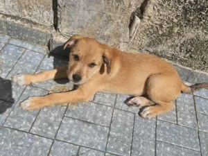 Cachorro raça SRD-ViraLata idade 2 a 6 meses nome Perola