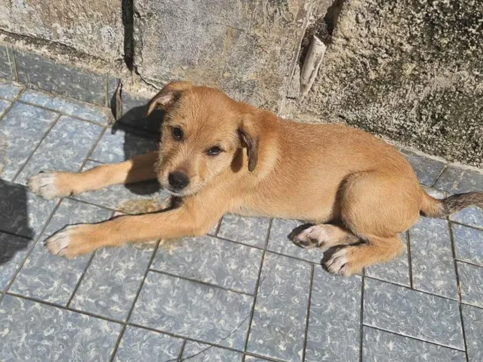 Cachorro ra a SRD-ViraLata idade 2 a 6 meses nome Perola