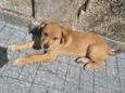 Perola