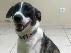 Cachorro raça SRD-ViraLata idade 7 a 11 meses nome Mel
