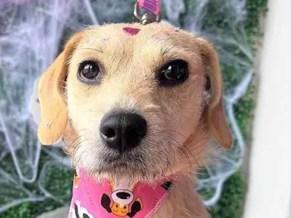 Cachorro raça SRD-ViraLata idade 1 ano nome Duda