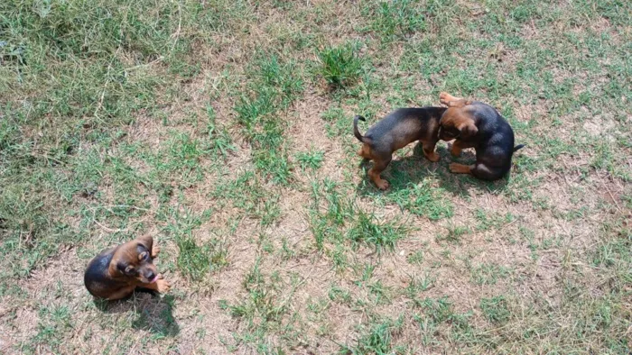 Cachorro ra a SRD-ViraLata idade 2 a 6 meses nome MACHIMMACHIM