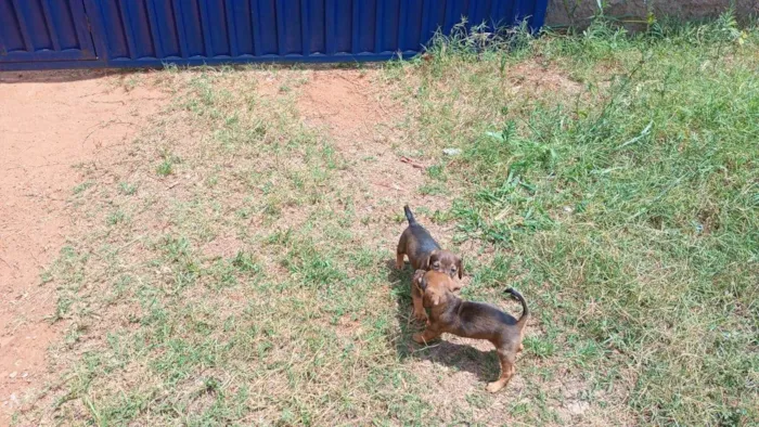 Cachorro ra a SRD-ViraLata idade 2 a 6 meses nome MACHIMMACHIM