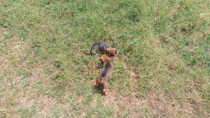Cachorro ra a SRD-ViraLata idade 2 a 6 meses nome MACHIMMACHIM