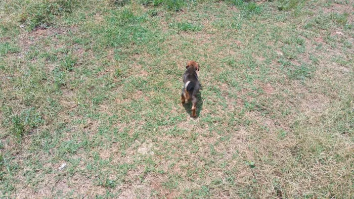 Cachorro ra a SRD-ViraLata idade 2 a 6 meses nome MACHIMMACHIM
