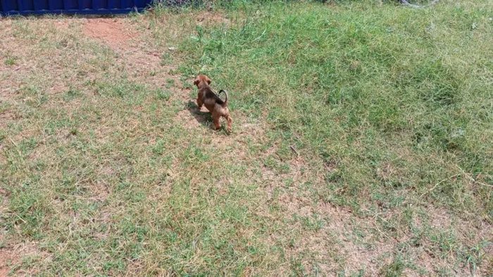 Cachorro ra a SRD-ViraLata idade 2 a 6 meses nome MACHIMMACHIM