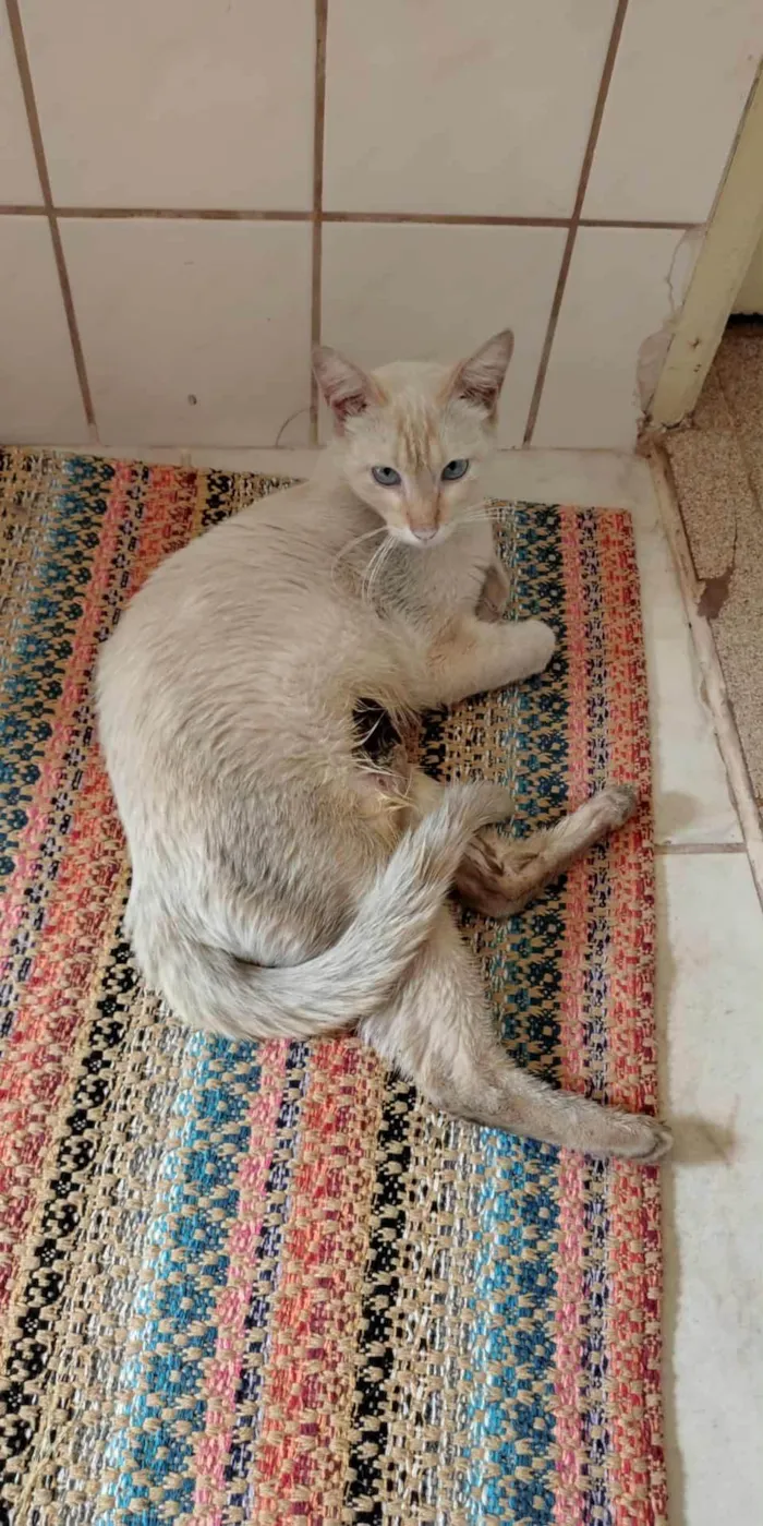 Gato raça SRD-ViraLata idade 3 anos nome Gato 