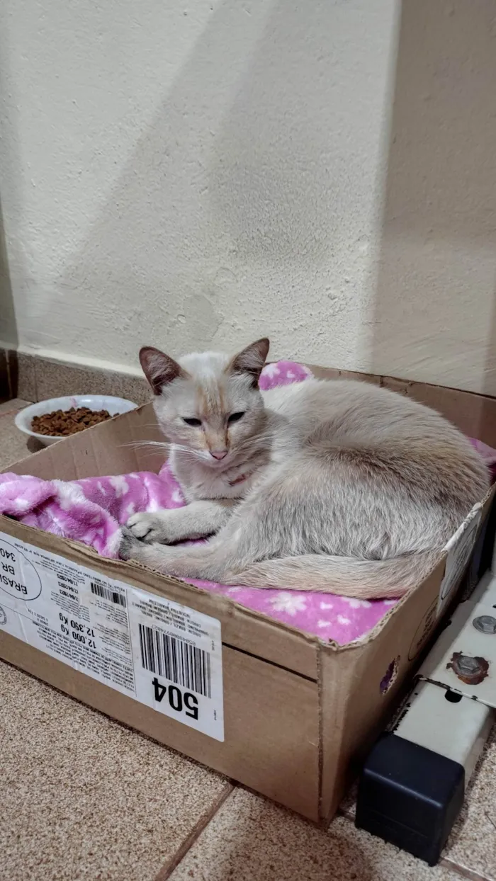 Gato raça SRD-ViraLata idade 3 anos nome Gato 