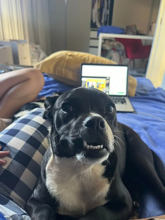 Cachorro ra a SRD-ViraLata idade 7 a 11 meses nome filó 