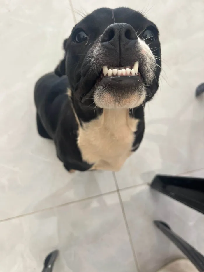 Cachorro ra a SRD-ViraLata idade 7 a 11 meses nome filó 