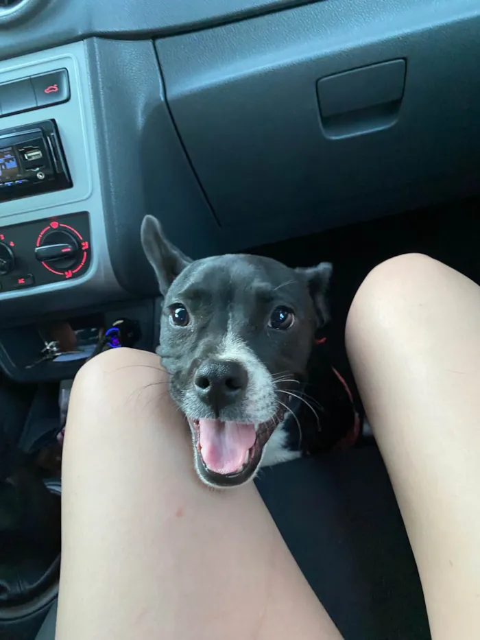 Cachorro ra a SRD-ViraLata idade 7 a 11 meses nome filó 