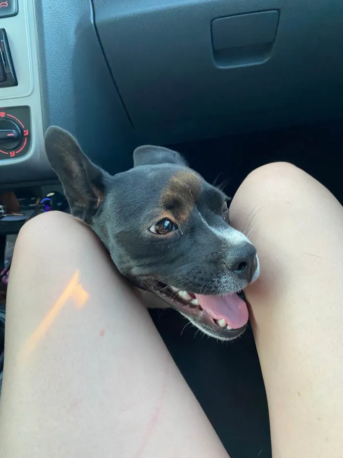 Cachorro ra a SRD-ViraLata idade 7 a 11 meses nome filó 