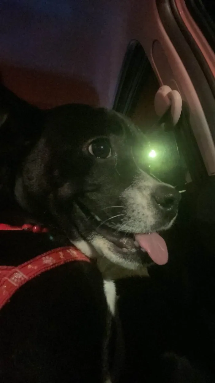 Cachorro ra a SRD-ViraLata idade 7 a 11 meses nome filó 