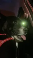 filó