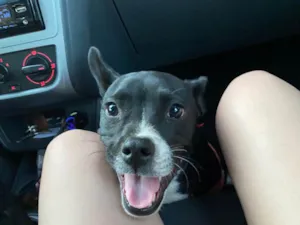 Cachorro raça SRD-ViraLata idade 7 a 11 meses nome filó 
