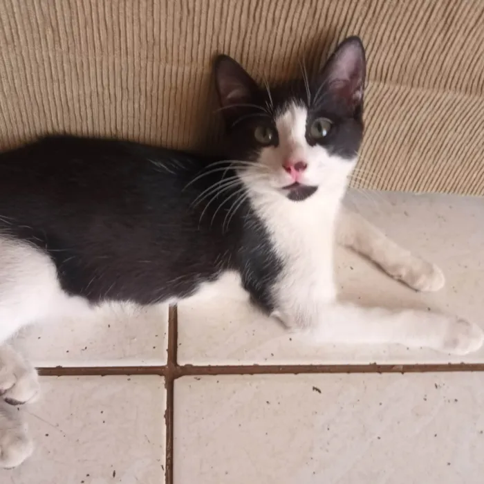 Gato ra a SRD-ViraLata idade 2 a 6 meses nome Teddy