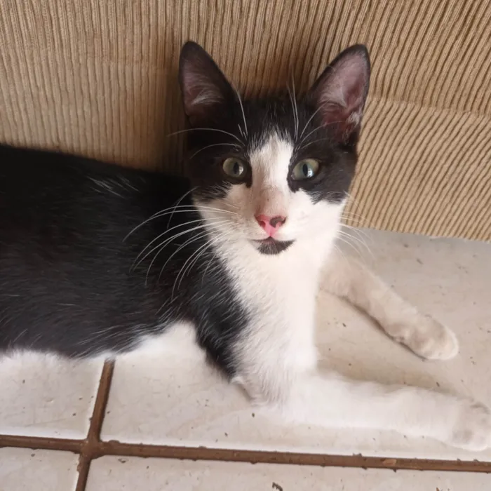 Gato ra a SRD-ViraLata idade 2 a 6 meses nome Teddy