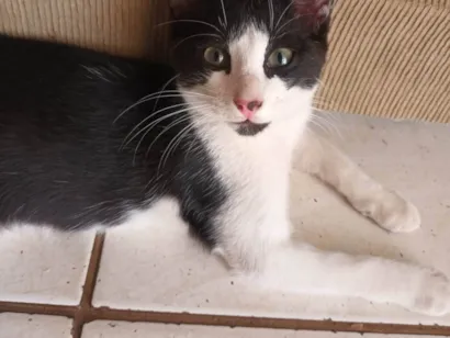 Gato raça SRD-ViraLata idade 2 a 6 meses nome Teddy