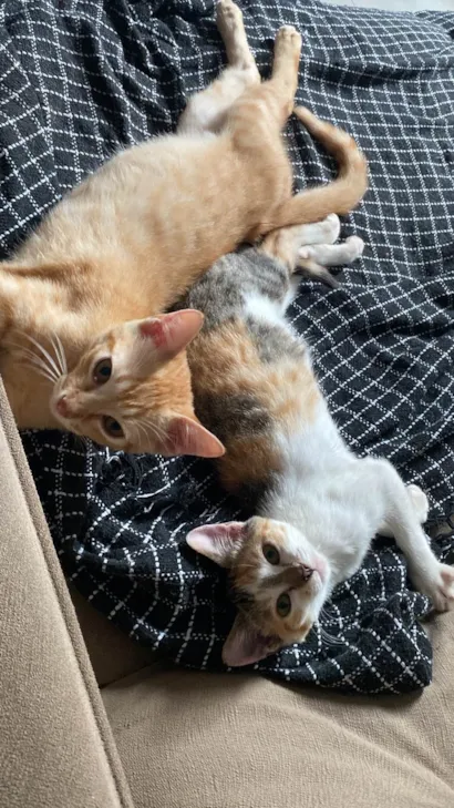 Gato raça SRD-ViraLata idade 2 a 6 meses nome kiara e simba