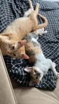 kiara e simba