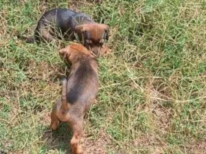 Cachorro raça SRD-ViraLata idade 2 a 6 meses nome MACHIMMACHIM
