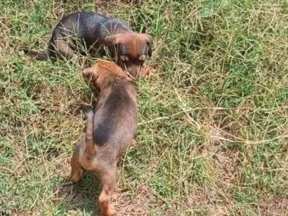 Cachorro raça SRD-ViraLata idade 2 a 6 meses nome MACHIMMACHIM