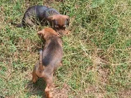 Cachorro ra a SRD-ViraLata idade 2 a 6 meses nome MACHIMMACHIM