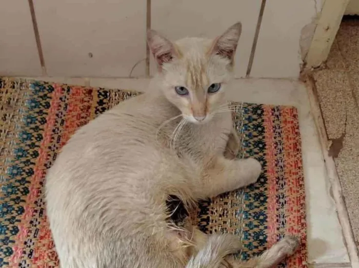Gato raça SRD-ViraLata idade 3 anos nome Gato 