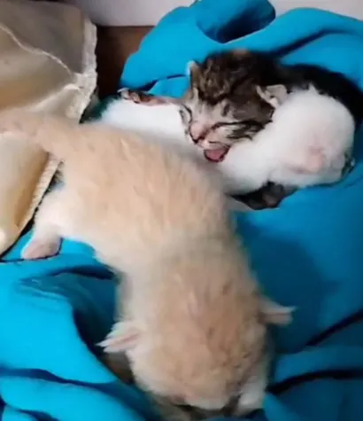 Gato raça SRD-ViraLata idade Abaixo de 2 meses nome Não tem nome 